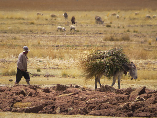 puno copa 3